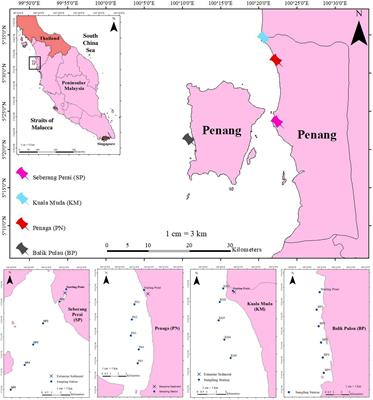 Abundance and distribution of microplastics in tropical estuarine mangrove areas around Penang, Malaysia